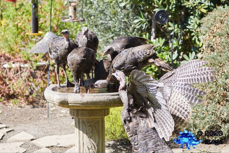 Wild Turkeys