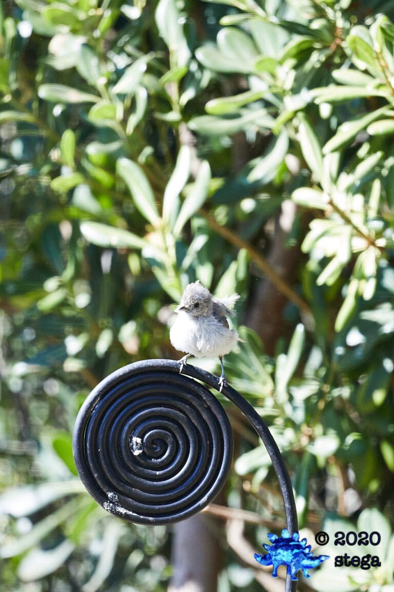 Oak Titmouse