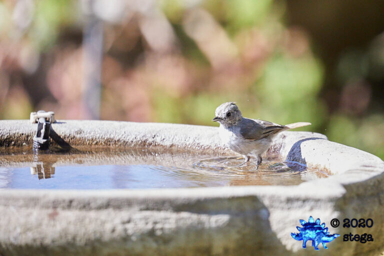 Oak Titmouse