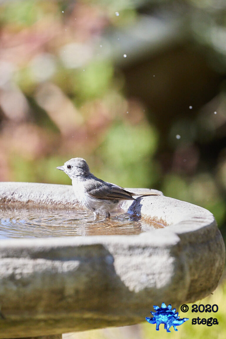 Oak Titmouse