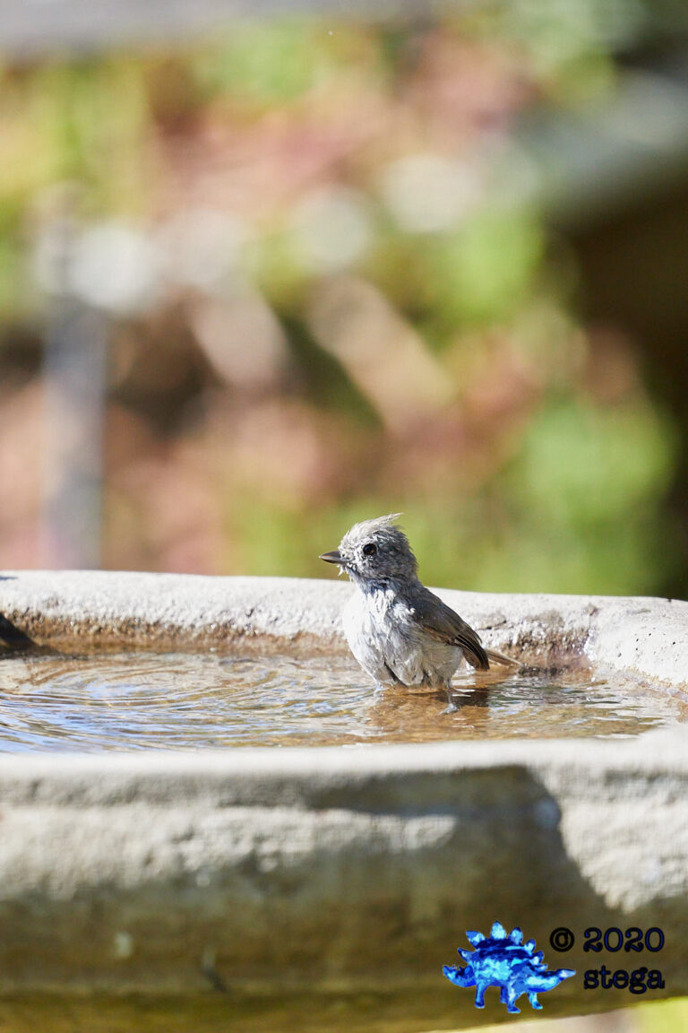 Oak Titmouse
