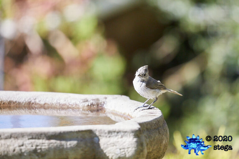 Oak Titmouse