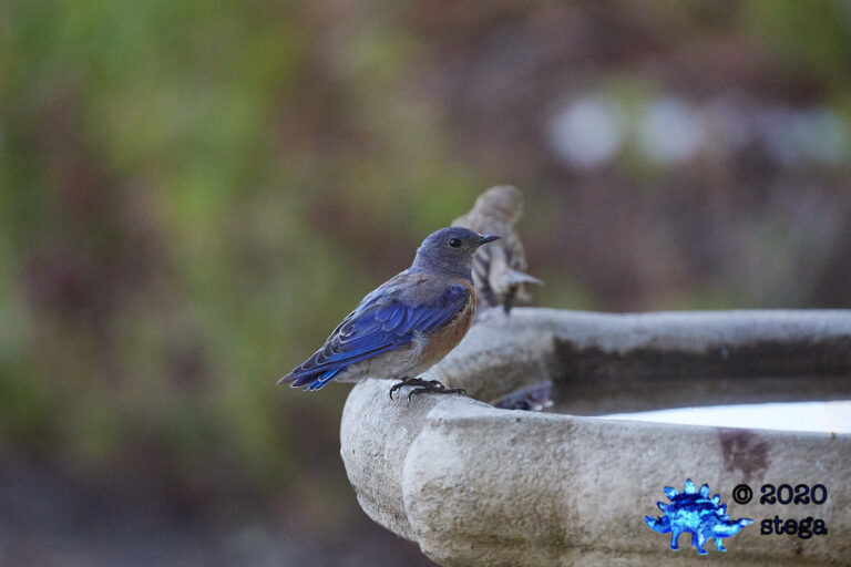 Western Bluebird