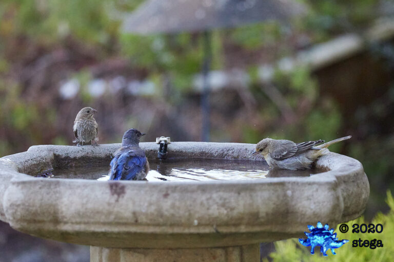 Western Bluebird and Friends