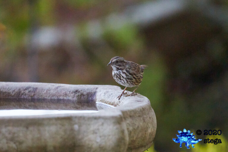 Song Sparrow