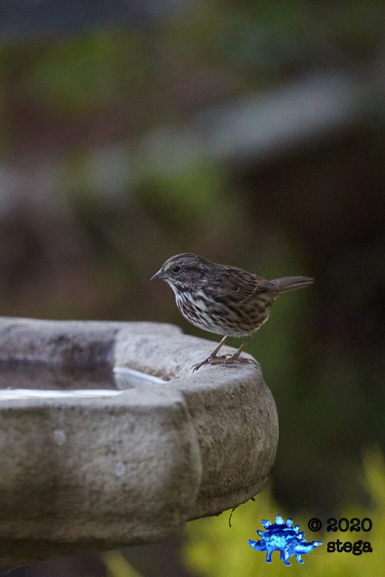 Song Sparrow
