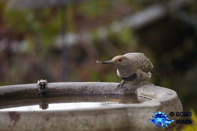 Northern Flicker