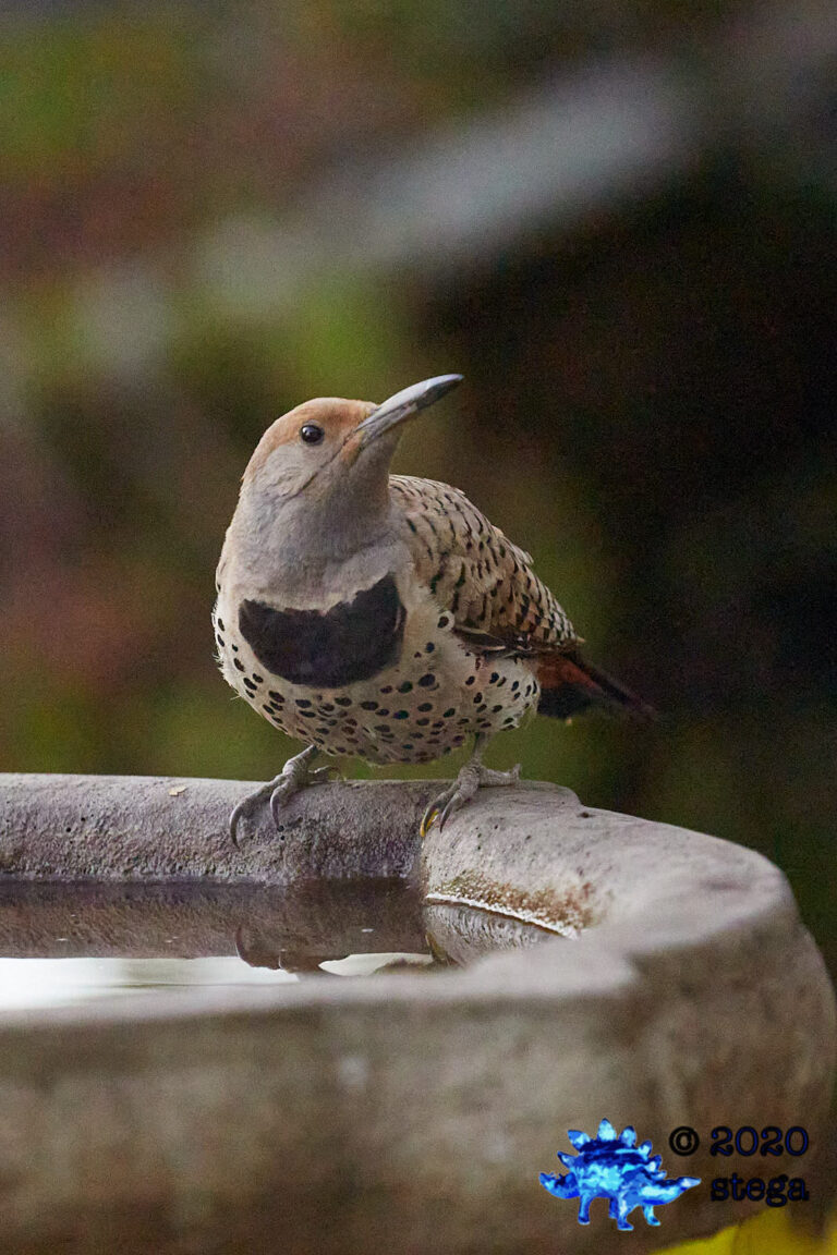 Northern Flicker