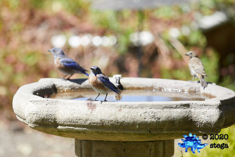 Western Bluebirds
