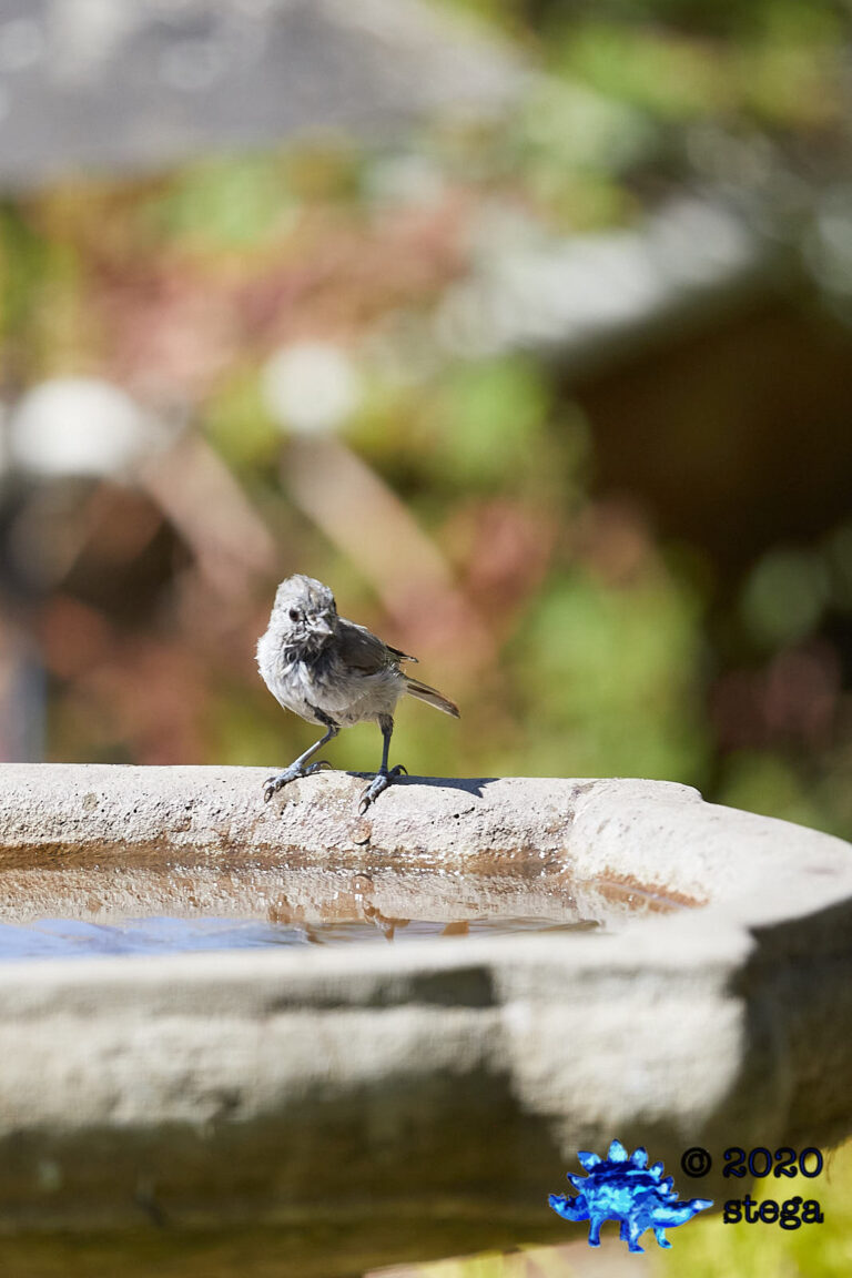 Oak Titmouse