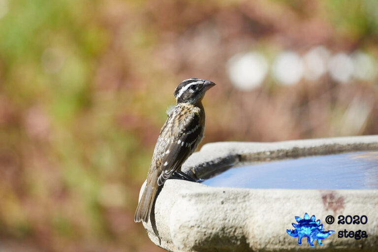 Black-headed Grosbeak