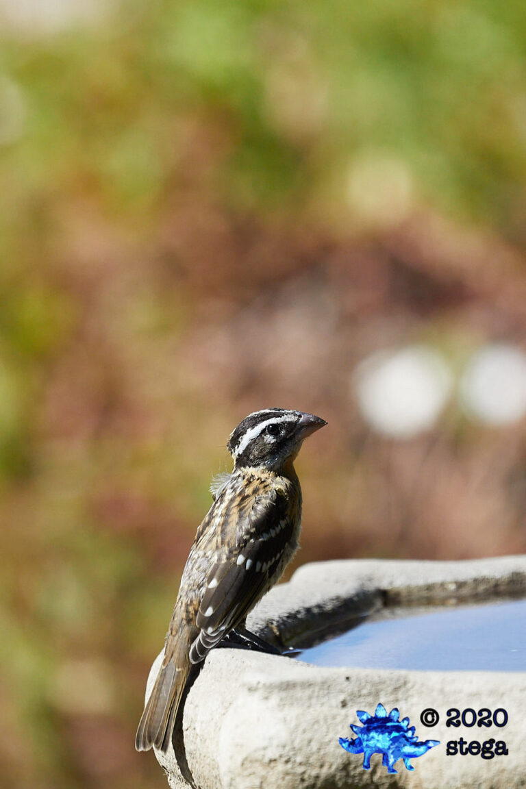 Black-headed Grosbeak