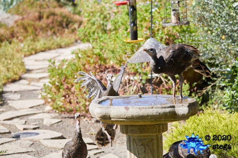 Wild Turkeys