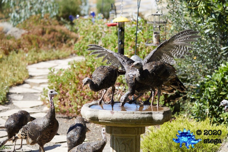 Wild Turkeys