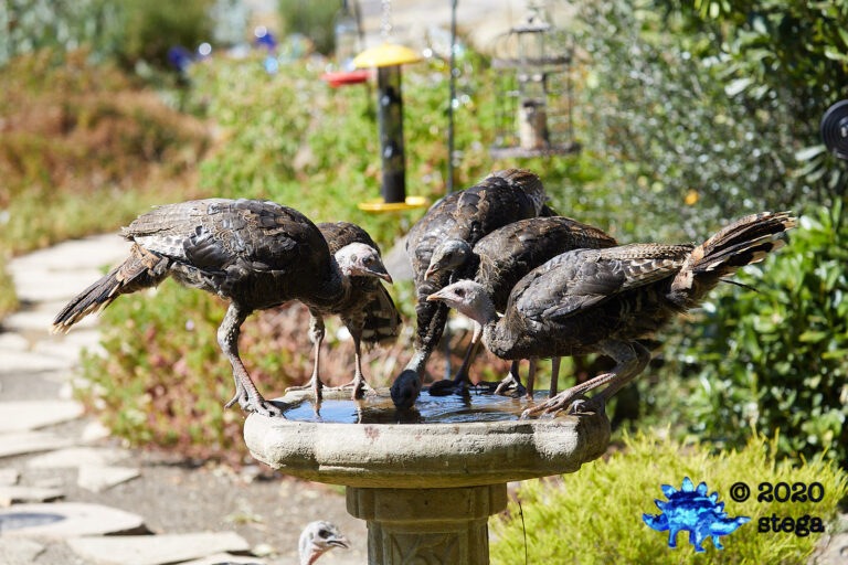 Turkey