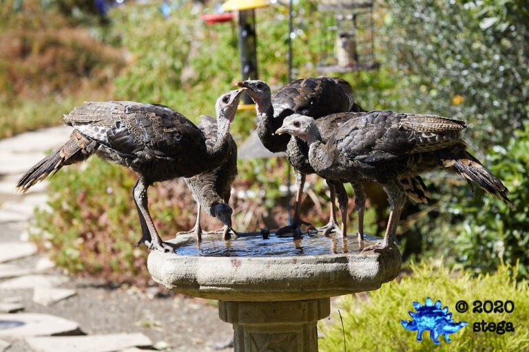Wild Turkeys