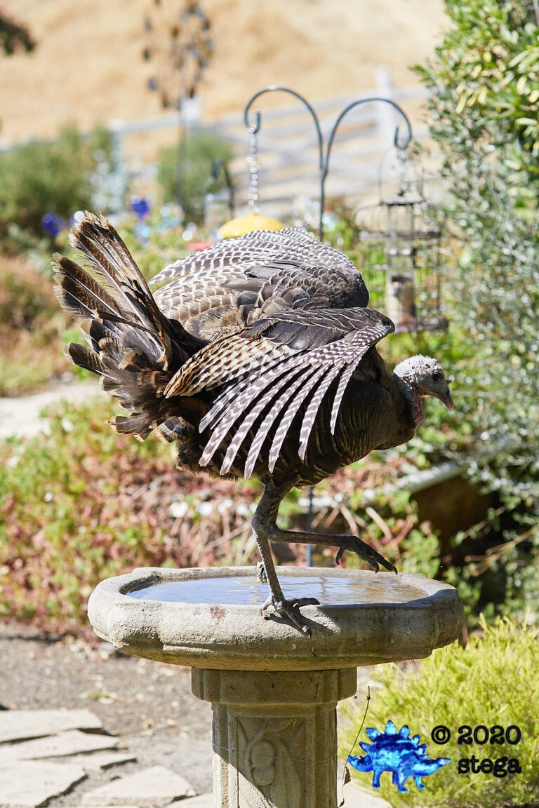 Wild Turkey