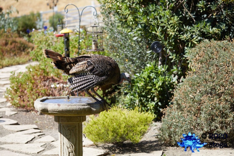 Wild Turkey