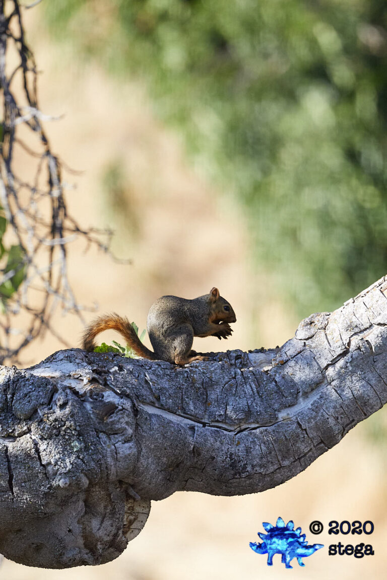 Fox Squirrel