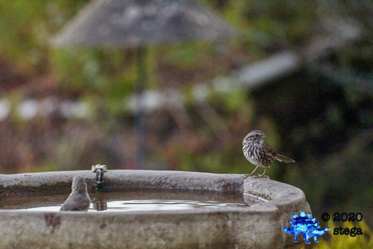 Song Sparrow