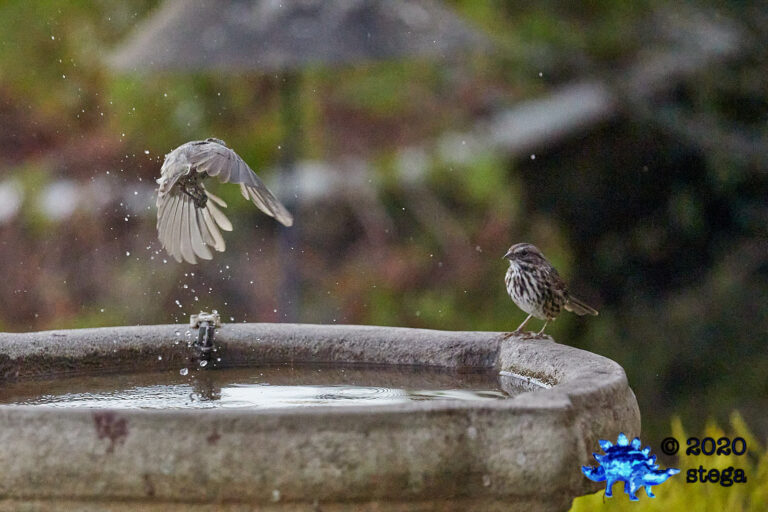 Song Sparrow and departing Oak Titmouse