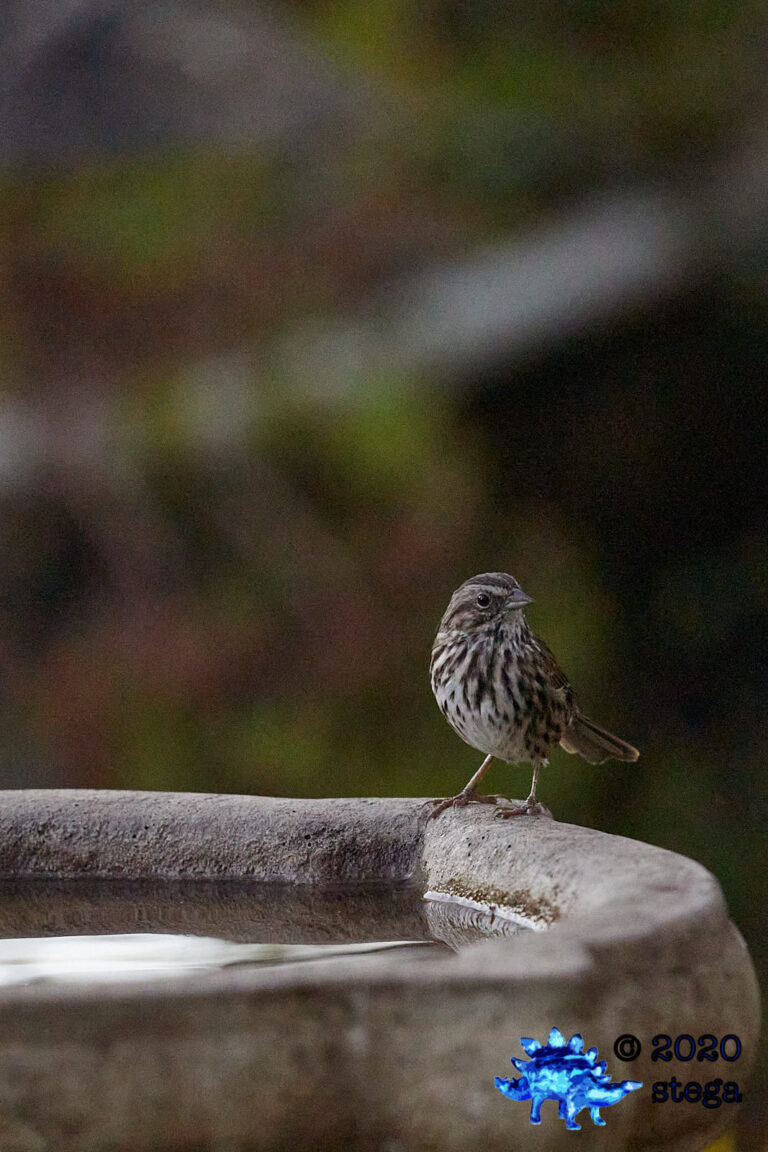 Song Sparrow