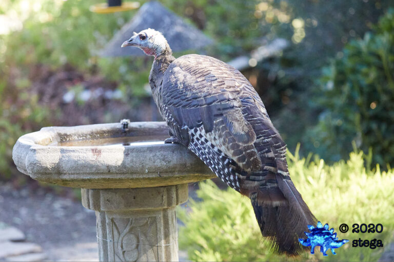 Wild Turkey