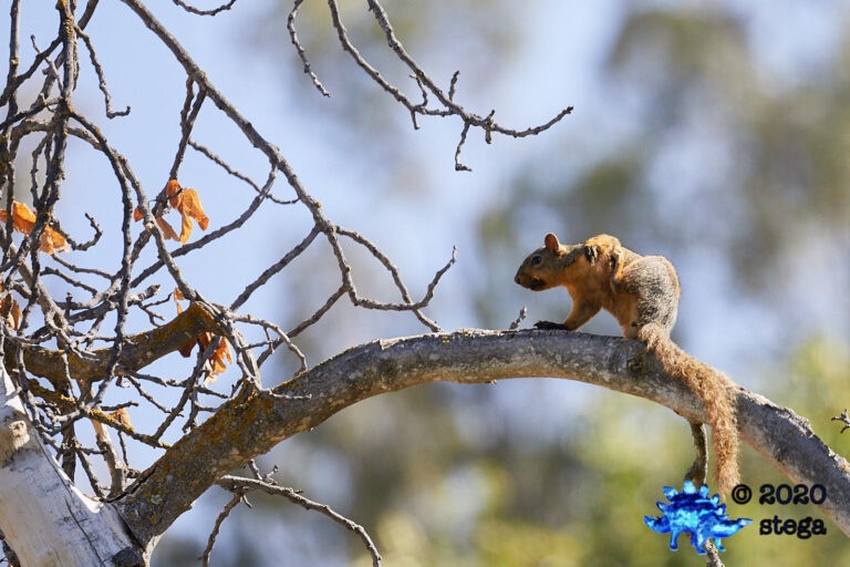 Itchy Squirrel