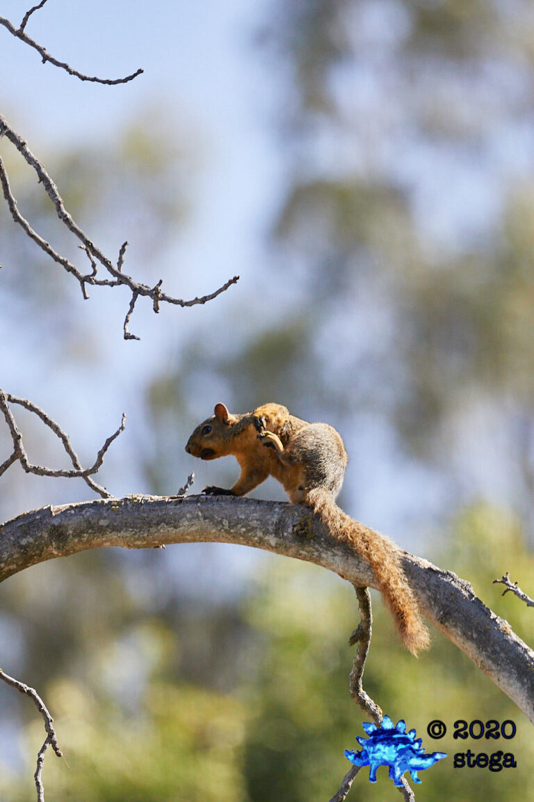 Fox Squirrel