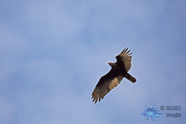 Turkey Vulture