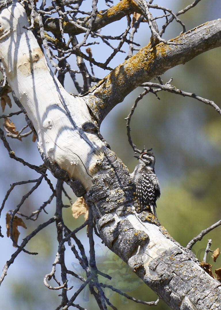 Nuttall’s Woodpecker