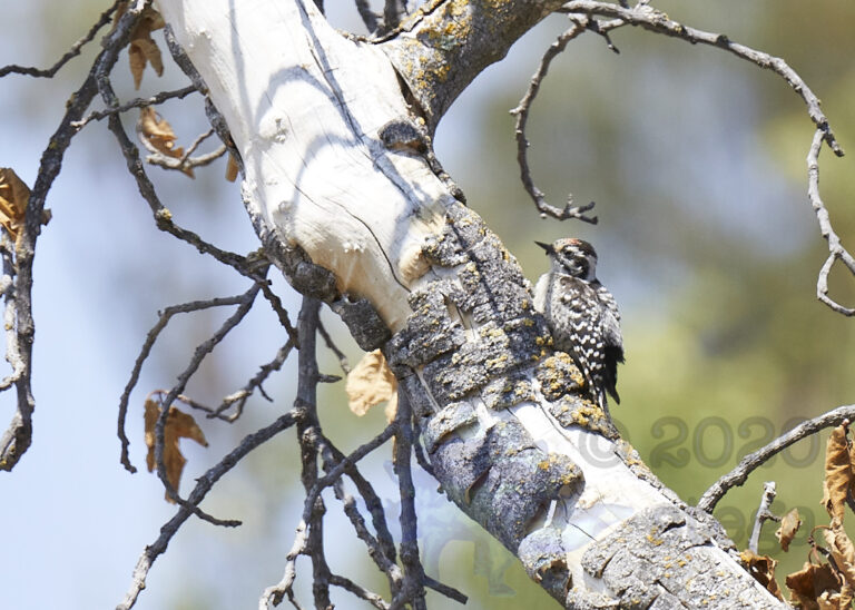 Nuttall’s Woodpecker