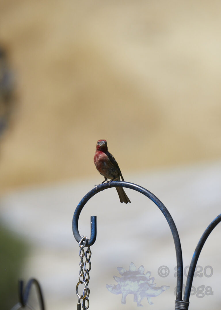 House Finch