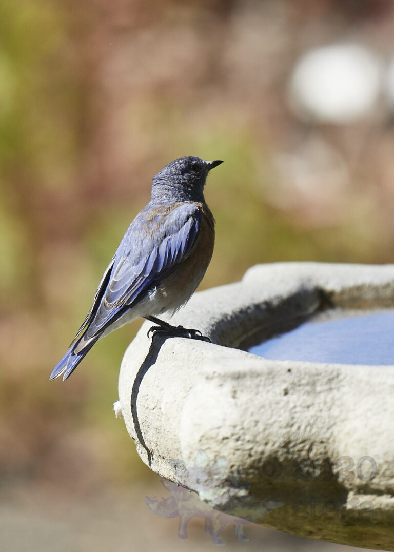 Western Bluebird