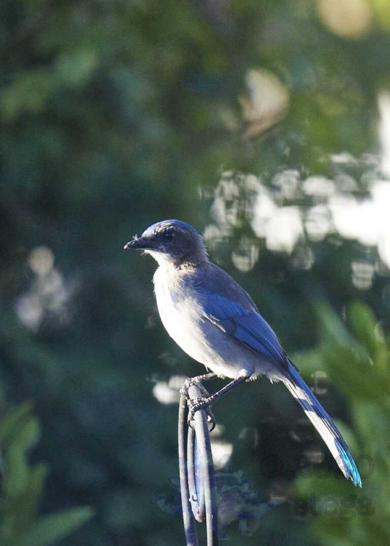 Young California Scrub Jay