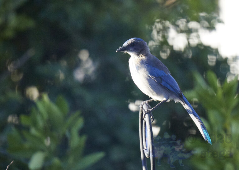 California Scrub Jay
