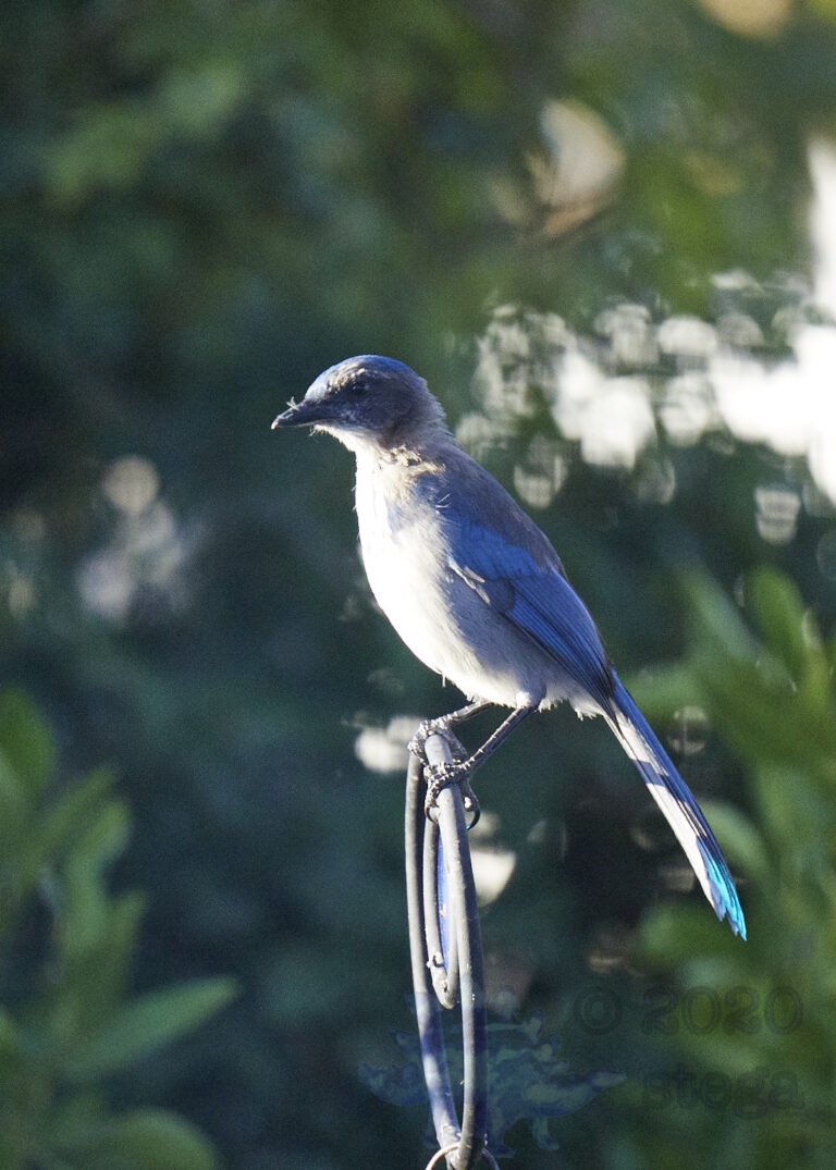 California Scrub Jay