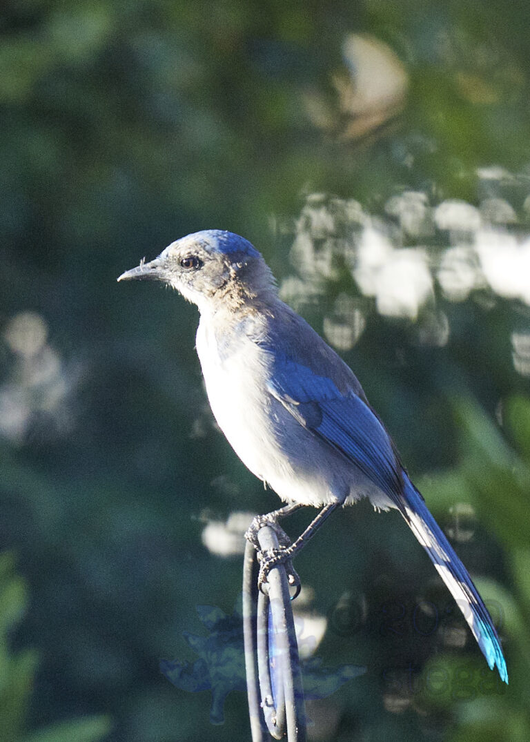 California Scrub Jay