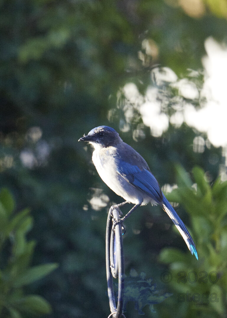 California Scrub Jay