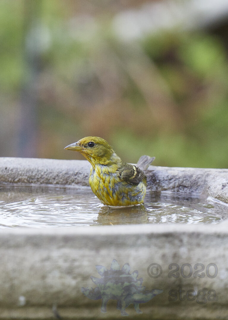 Western Tanager