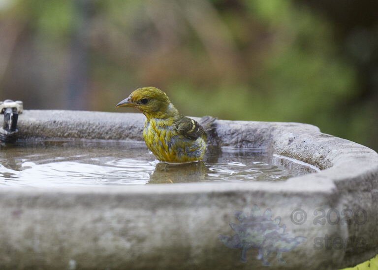 Western Tanager