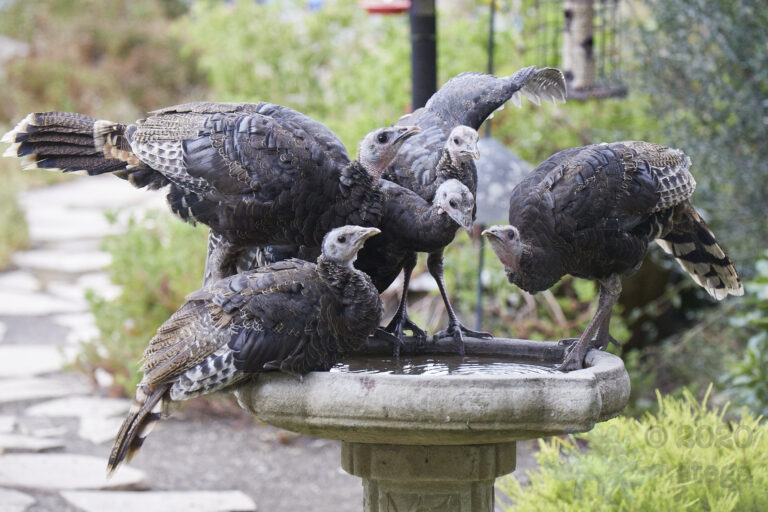 Wild Turkeys