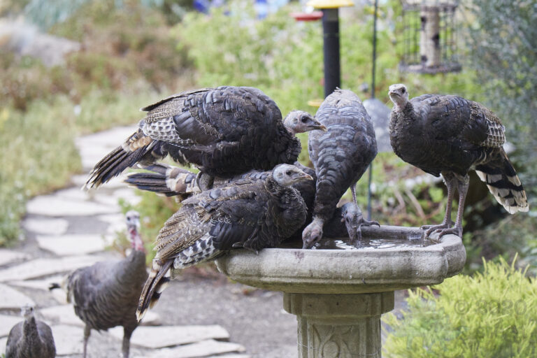 Wild Turkeys