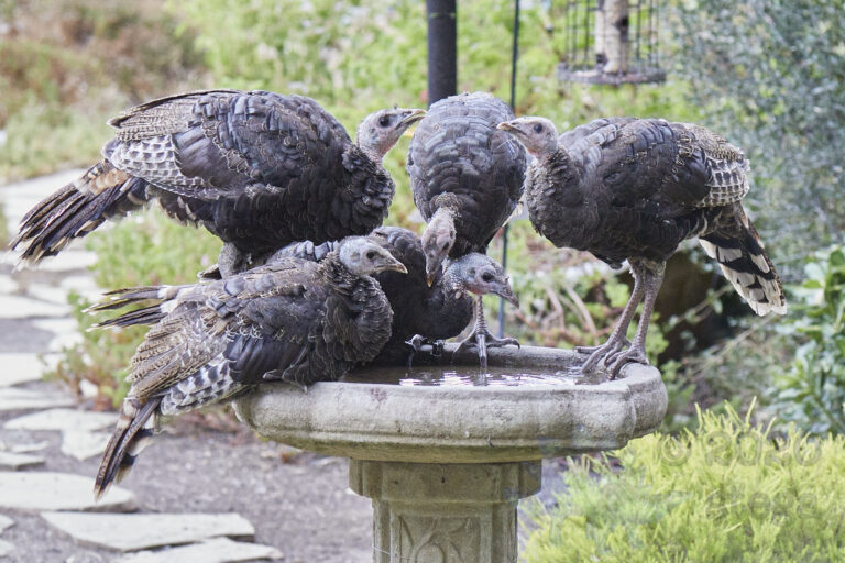 Wild Turkeys