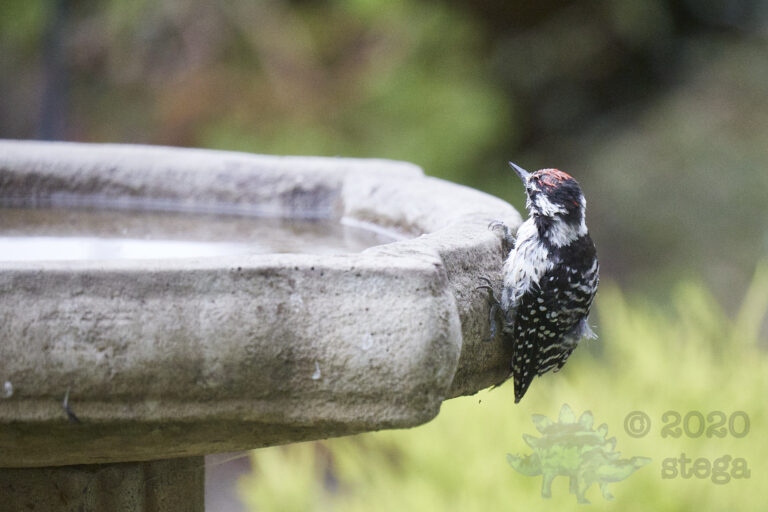 Nuttall’s Woodpecker