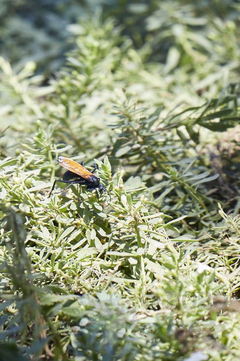 Tarantula Hawk