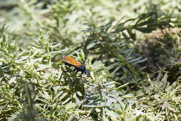 Tarantula Hawk