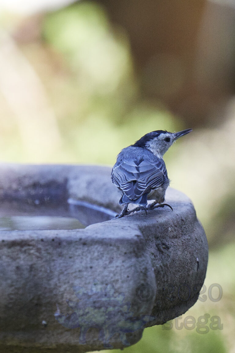 White-breasted Nuthatch