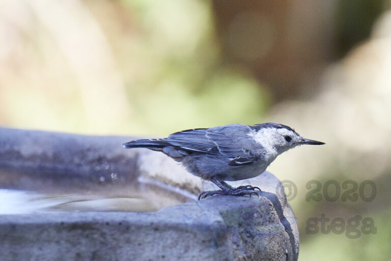 White Breasted Nuthatch