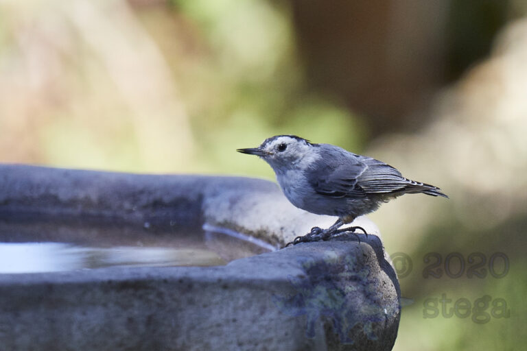 White Breasted Nuthatch